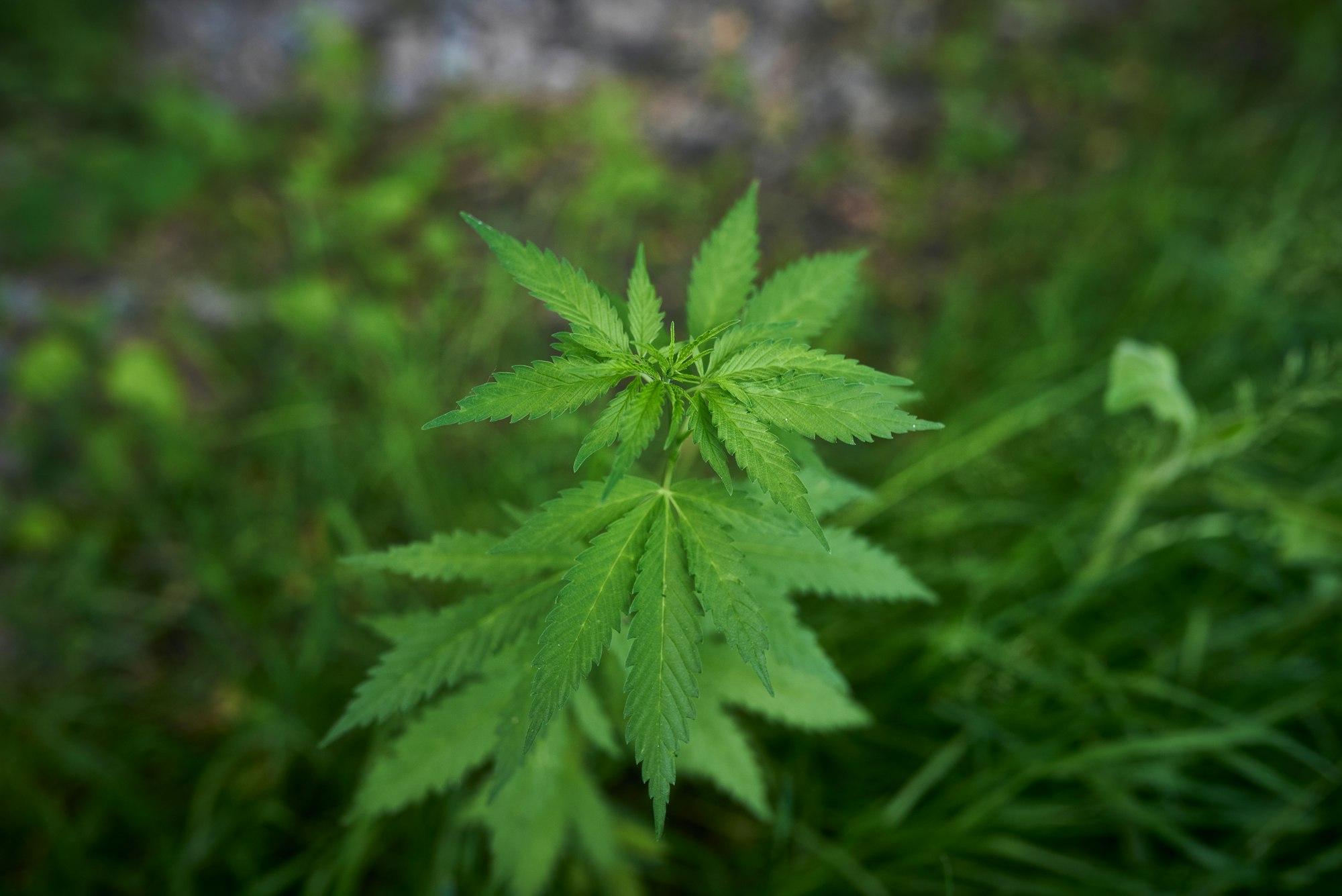 young cannabis plants at thw garden